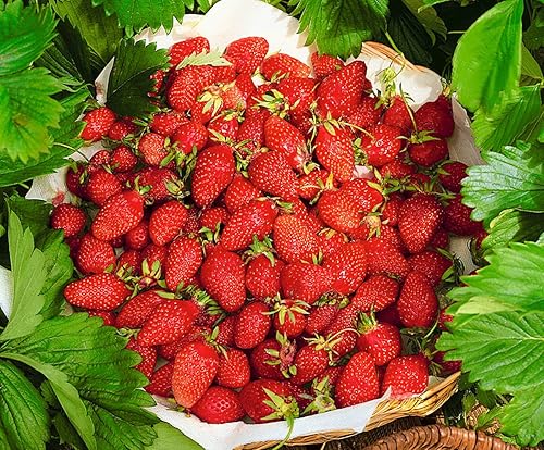 Semillas Alpine Giant Strawberry Regina Red Everbearing Bayas de interior Frutas para plantar sin OMG