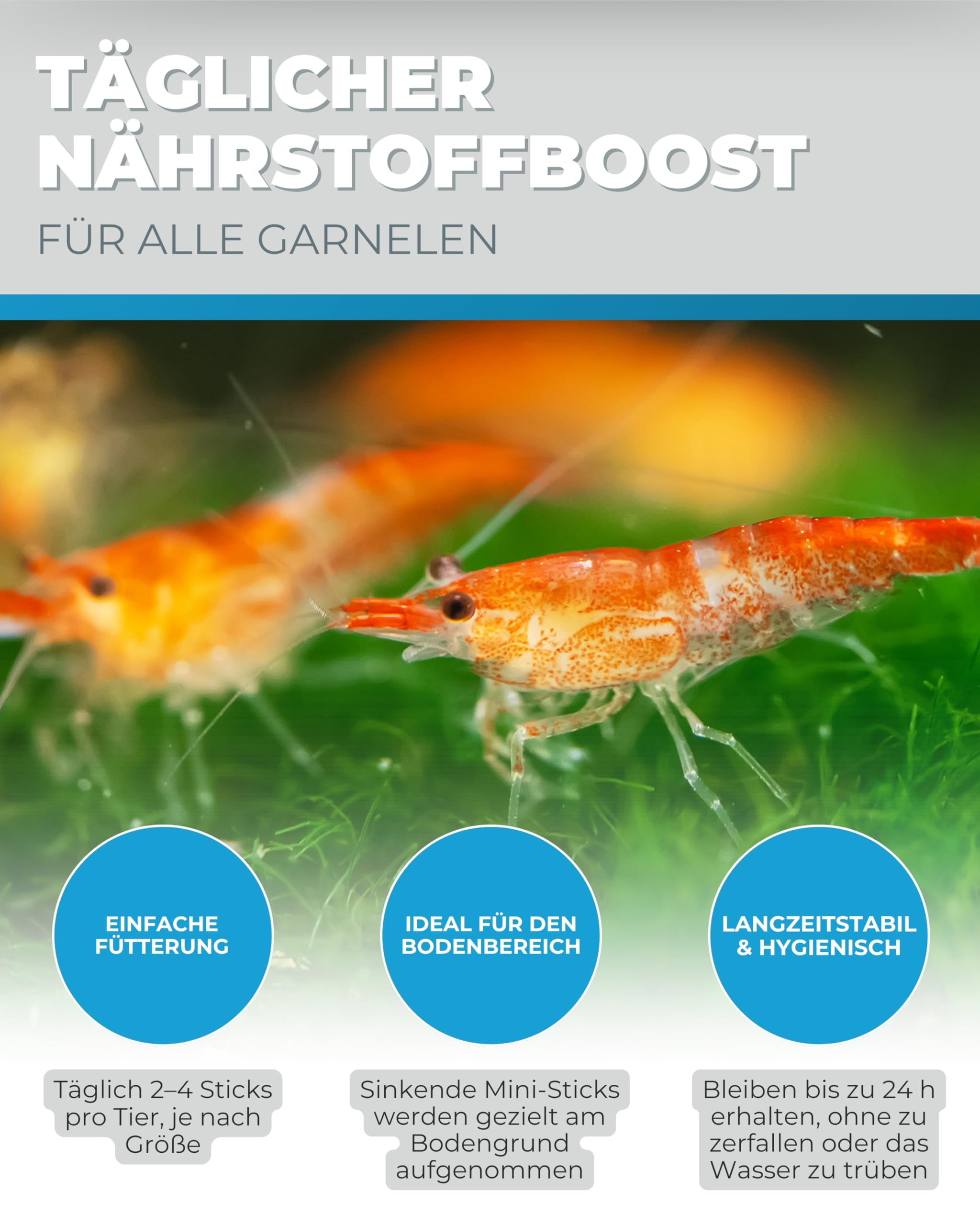 Dupla DuplaRin Shrimp Snack I 500 g I Mini-Sticks für Garnelen I Hauptfutter mit Algen, Spinat & Luzerne I Futter für Süßwassergarnelen I Unterstützt Häutung, Wachstum & Vitalität