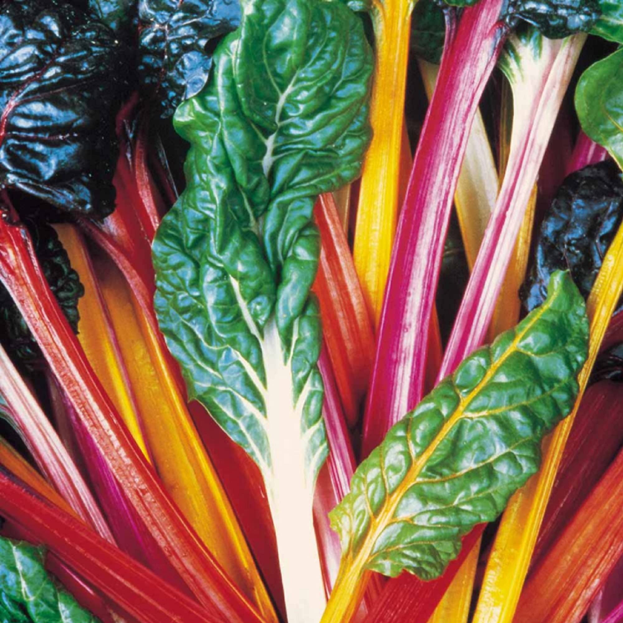 Keep Cropping, Swiss Chard - Bright Lights, Grow Your Own, Potted Veg, Supplied As Healthy Vegetable Plants By Suttons (20, Value Plugs)