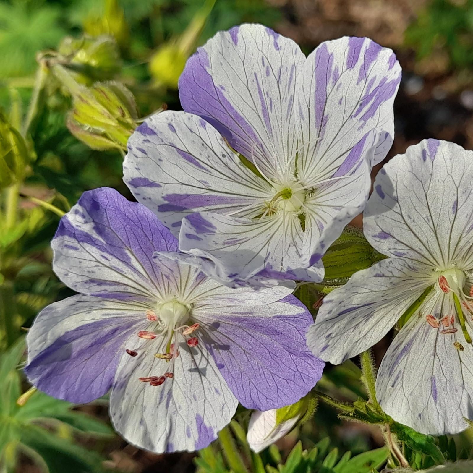 Plant World Seeds - Geranium Pratense 'Splish Splash' Seeds (Perennial Flower Seeds)