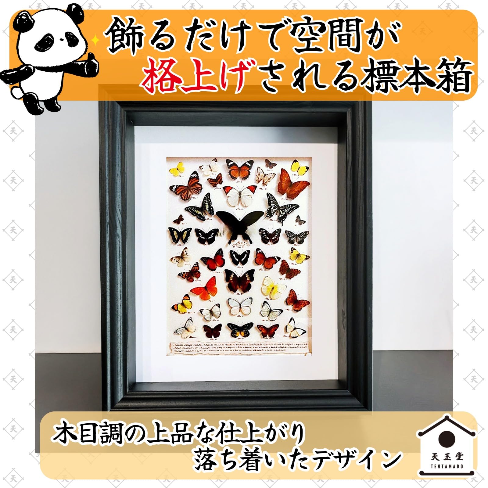 ①大型 標本箱 ドイツ箱 桐箱 展示ケース 観賞用 2個セット■蝶々 昆虫 図鑑 ①大型 標本箱 ドイツ箱 桐箱 展示ケース 観賞用 2個セット□蝶々 昆虫