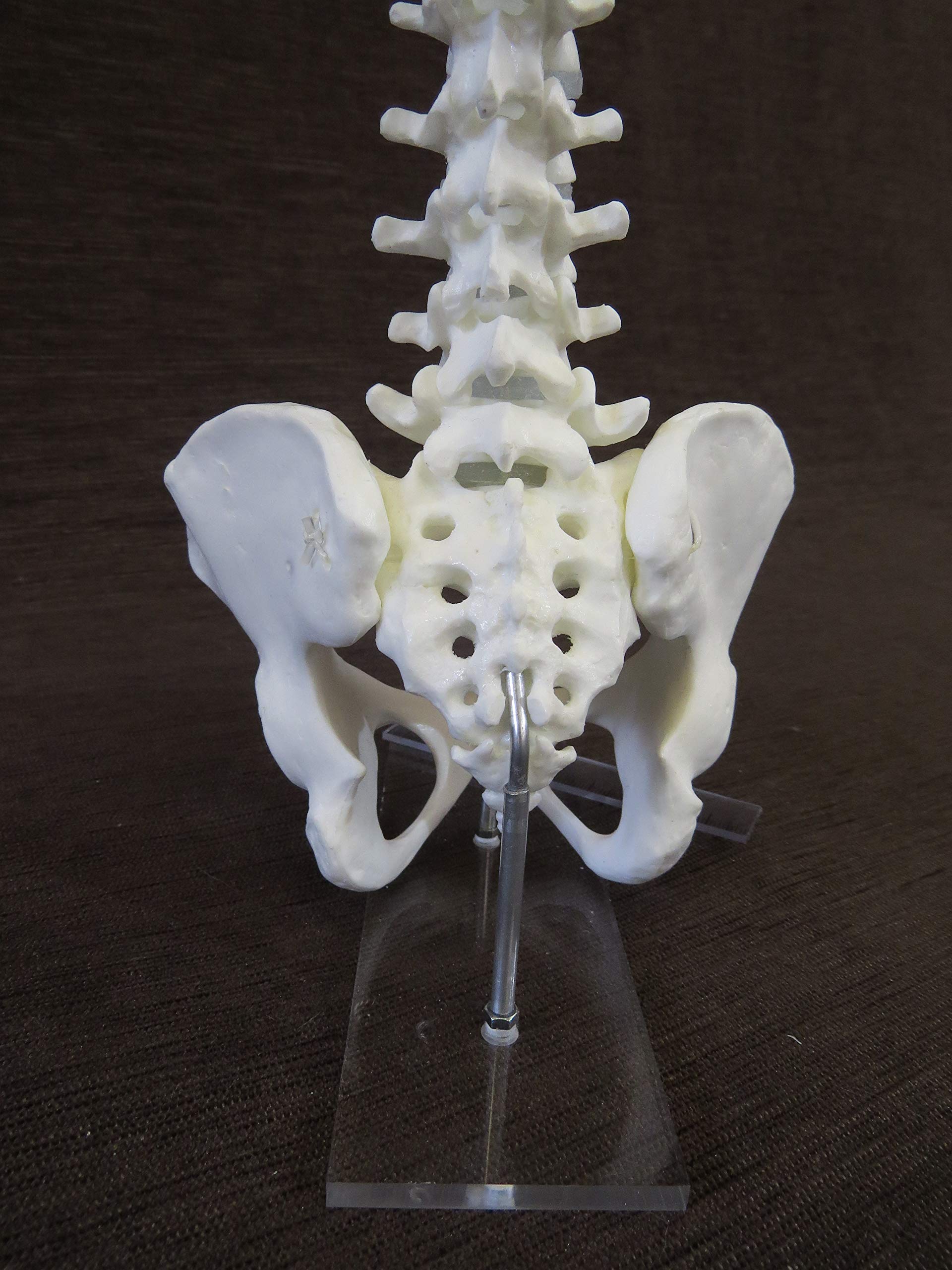 Amazon.co.jp: 1/2サイズ高精度フレキシブル関節人体骨格模型 脊椎