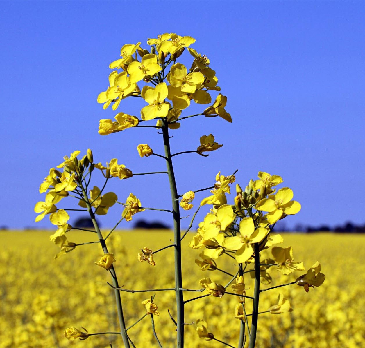 Futaba Edible Rape Rapeseed 100%pure Natural Brassicaceae 2000 Seeds