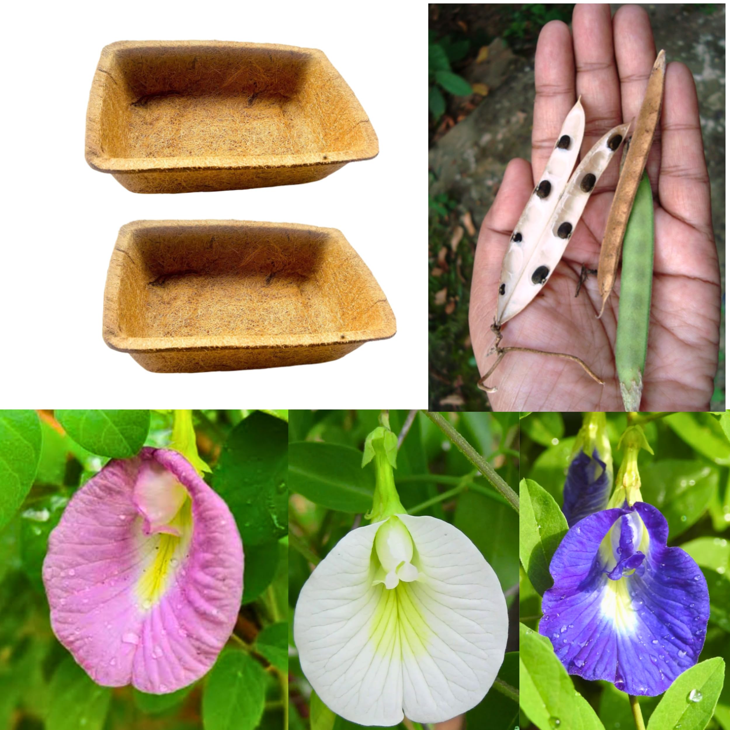 Vinca Art Butterfly Pea Aparajita,Seeds and Seedling Tray Bundle for Indoor & Outdoor Home Gardening,Combo of 2 Seedling Trays+Seeds of Vibrant pink,White & Blue Blooms (B0D132DKVX) Amazon Price History, Amazon Price Tracker