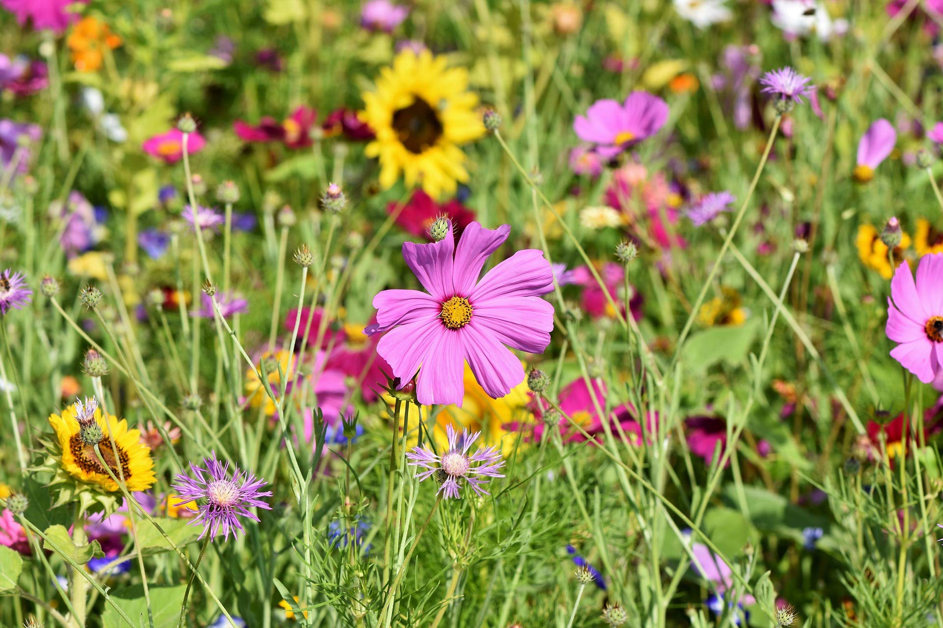 5kg Bienenweide Blumengarten Blumenmischung Blumenwiese für ca. 5000m² | Blumenmischung, Blumenwiese, für bis zu 5000m²
