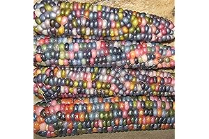 CHUXAY GARDEN Flint Glass Gem Cherokee Indian Corn Seeds