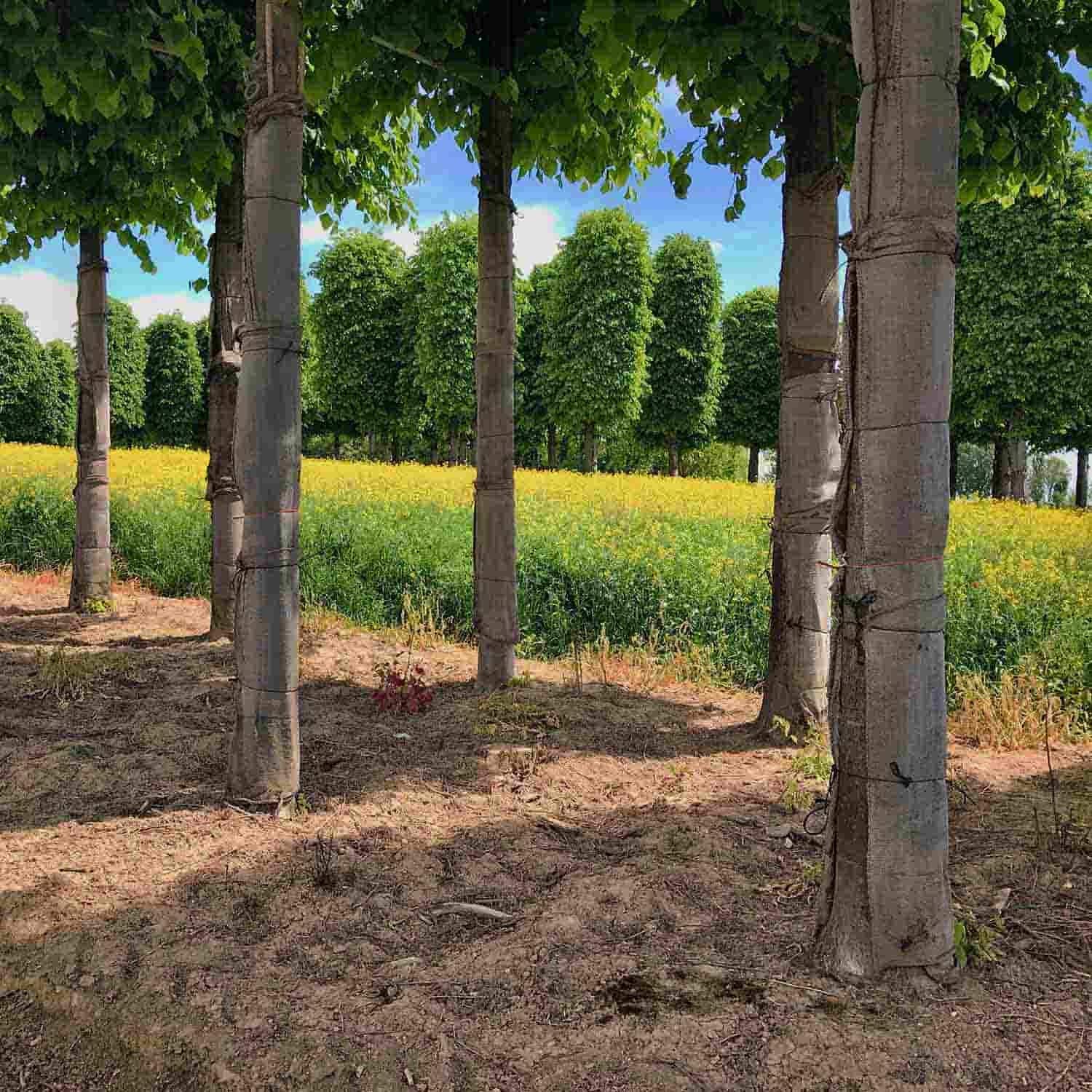 Tela de yute (rombos) de 100% yute natural, 40 m2 (25 m x 1,6 m), peso 305 g/m2, tela de yute natural ecológica, malla estrecha, aspecto natural rústico.