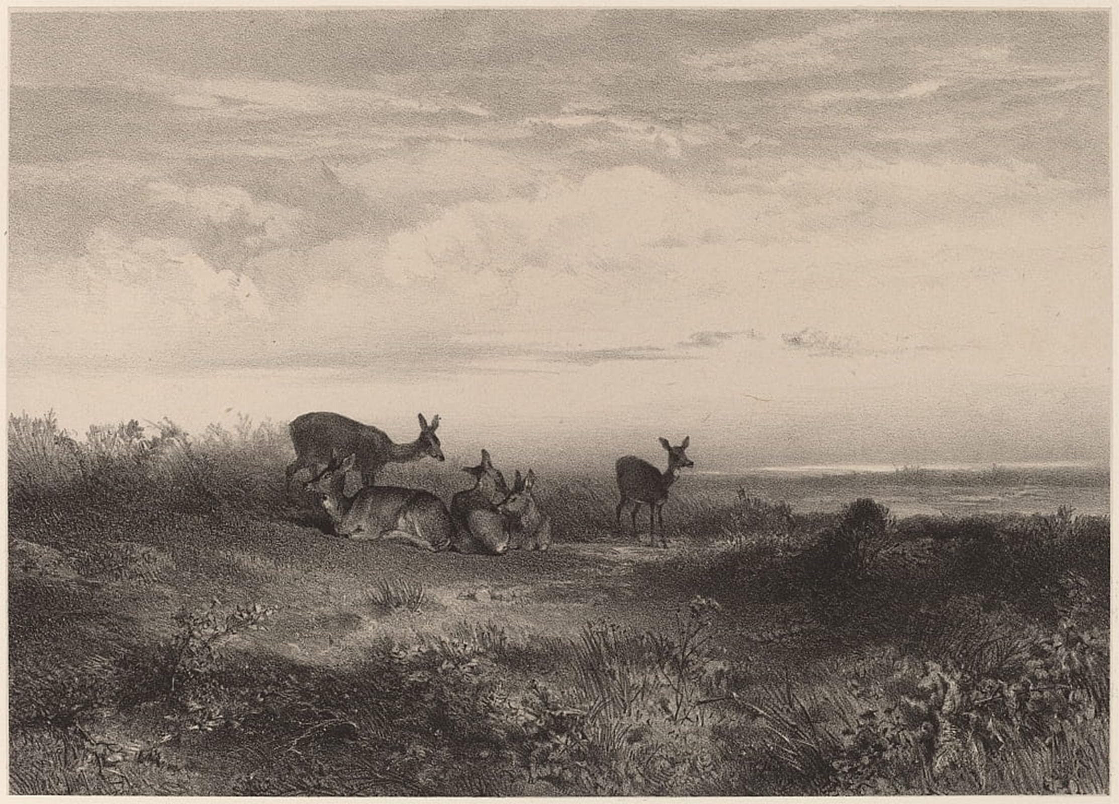 POSTERIIk Famous Animal Posters Vintage Picture the Deer by Karl Bodmer Modern Wall Decor for Home Decor 60x90cm
