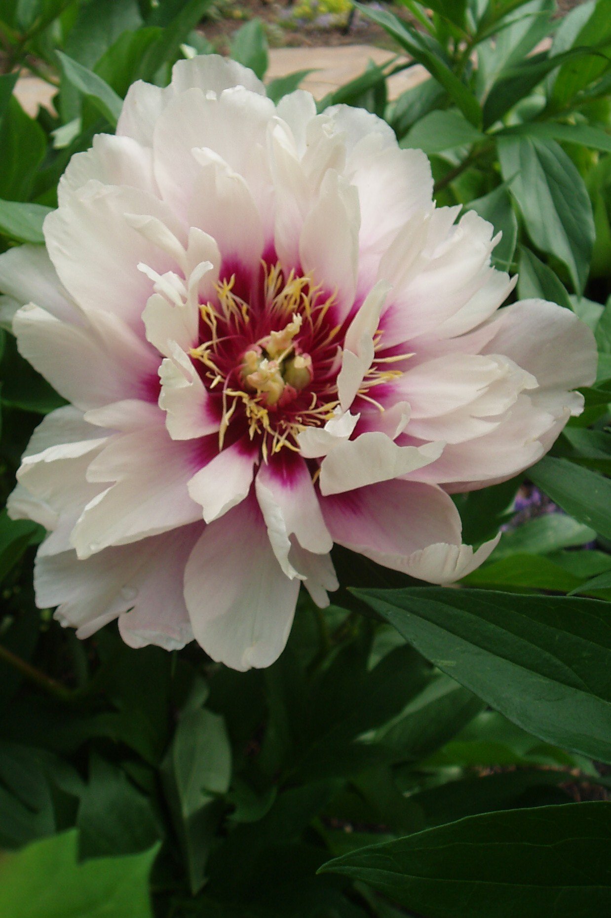Amazon.com : Cora Louise Itoh Peony: 3-5 Eye Bareroot- Great for