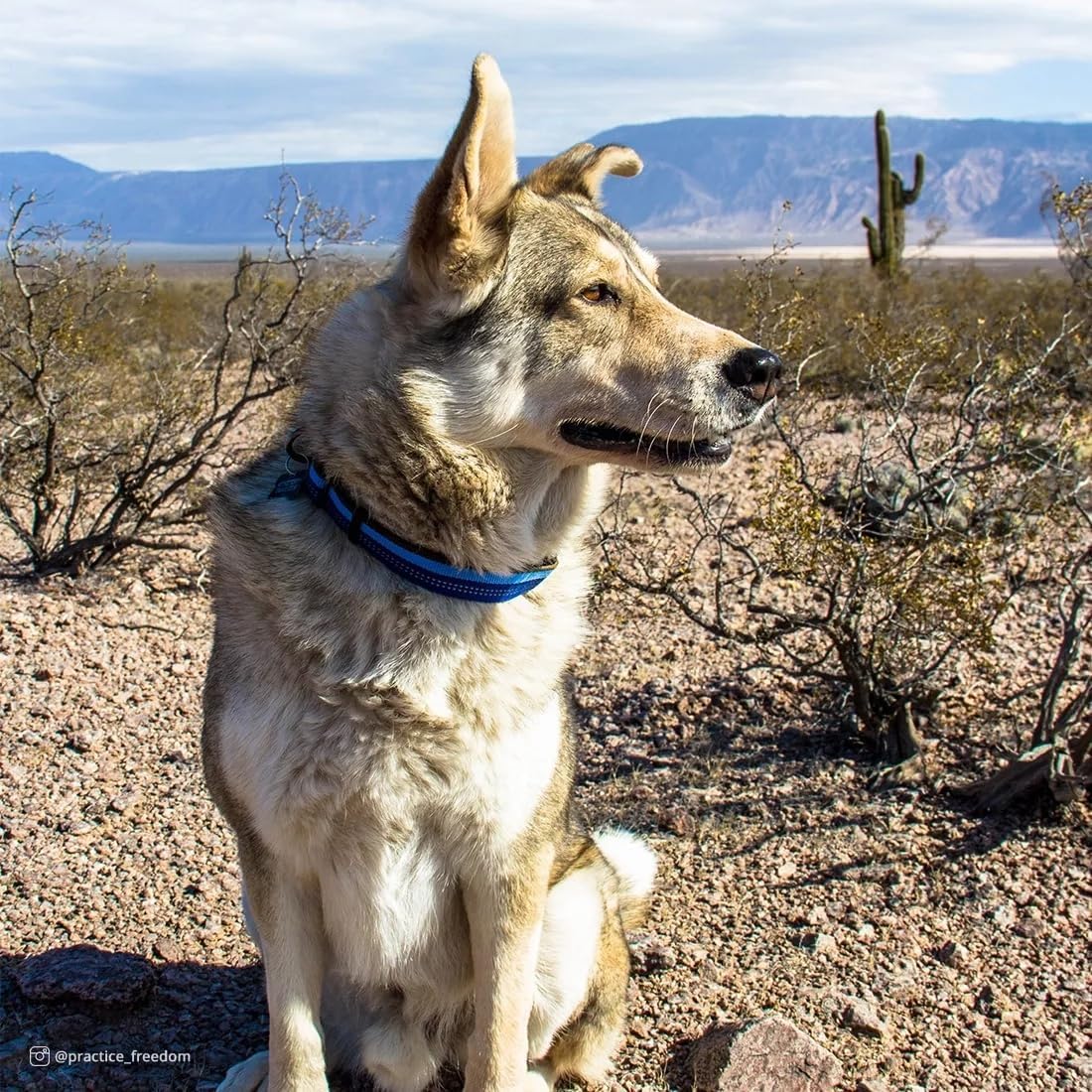 Coastal Pet K9 Explorer Reflective Adjustable Dog Collar - Comfortable Collar for the Outdoors - Durable, Lightweight Accessory with Side-Release Buckle - Sapphire, 1" x 12-18"