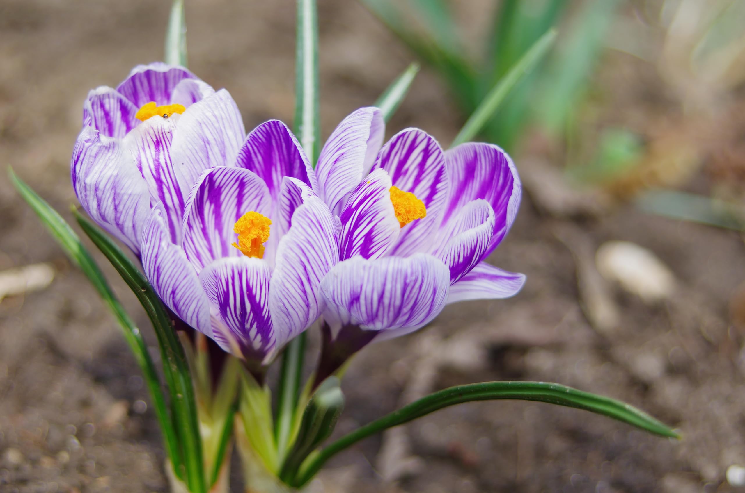 Lincolnshire Pond Plants Ltd - Allium Eros Plant Bulb x5 — view 20