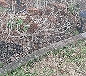 Review Image by julie nutter