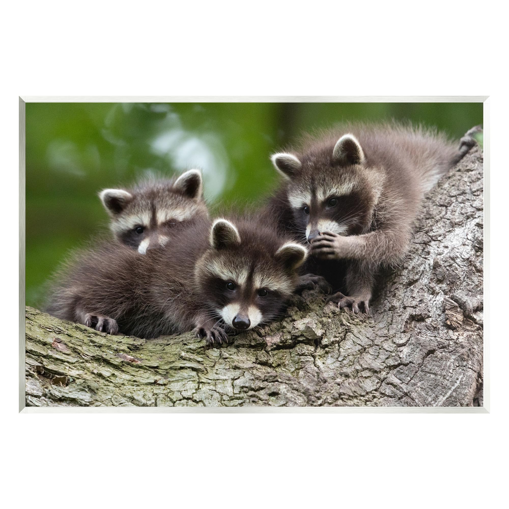 Stupell Industries Raccoon Babies in Tree Wall Plaque Art by Jan Piecha