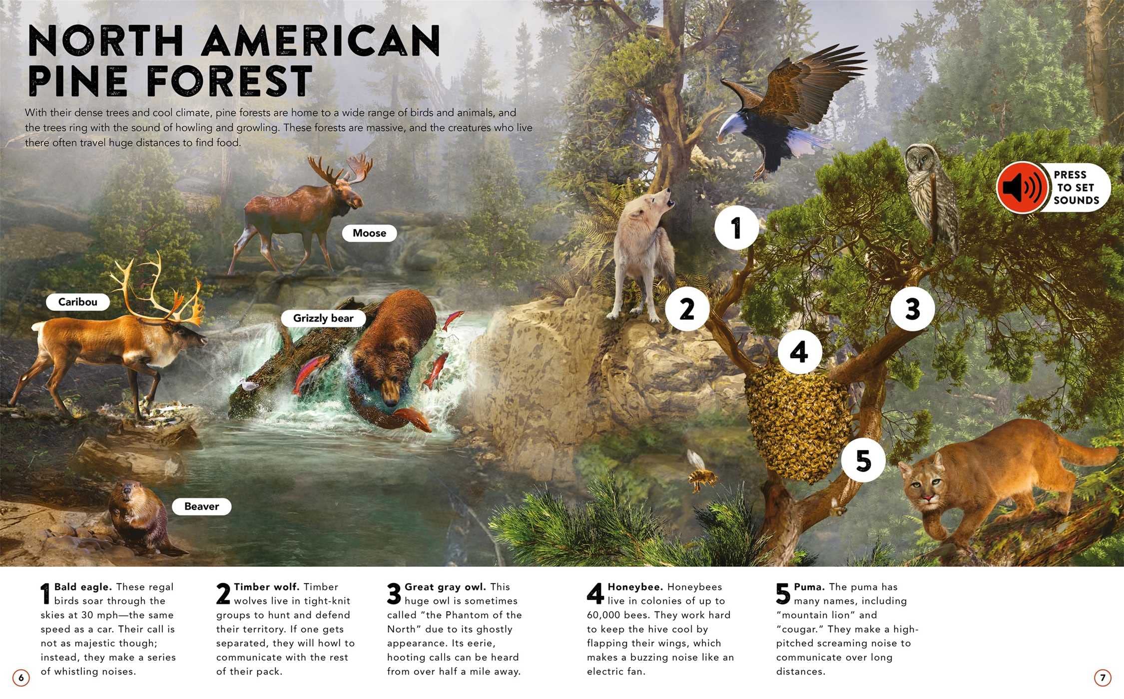The Animal Kingdom