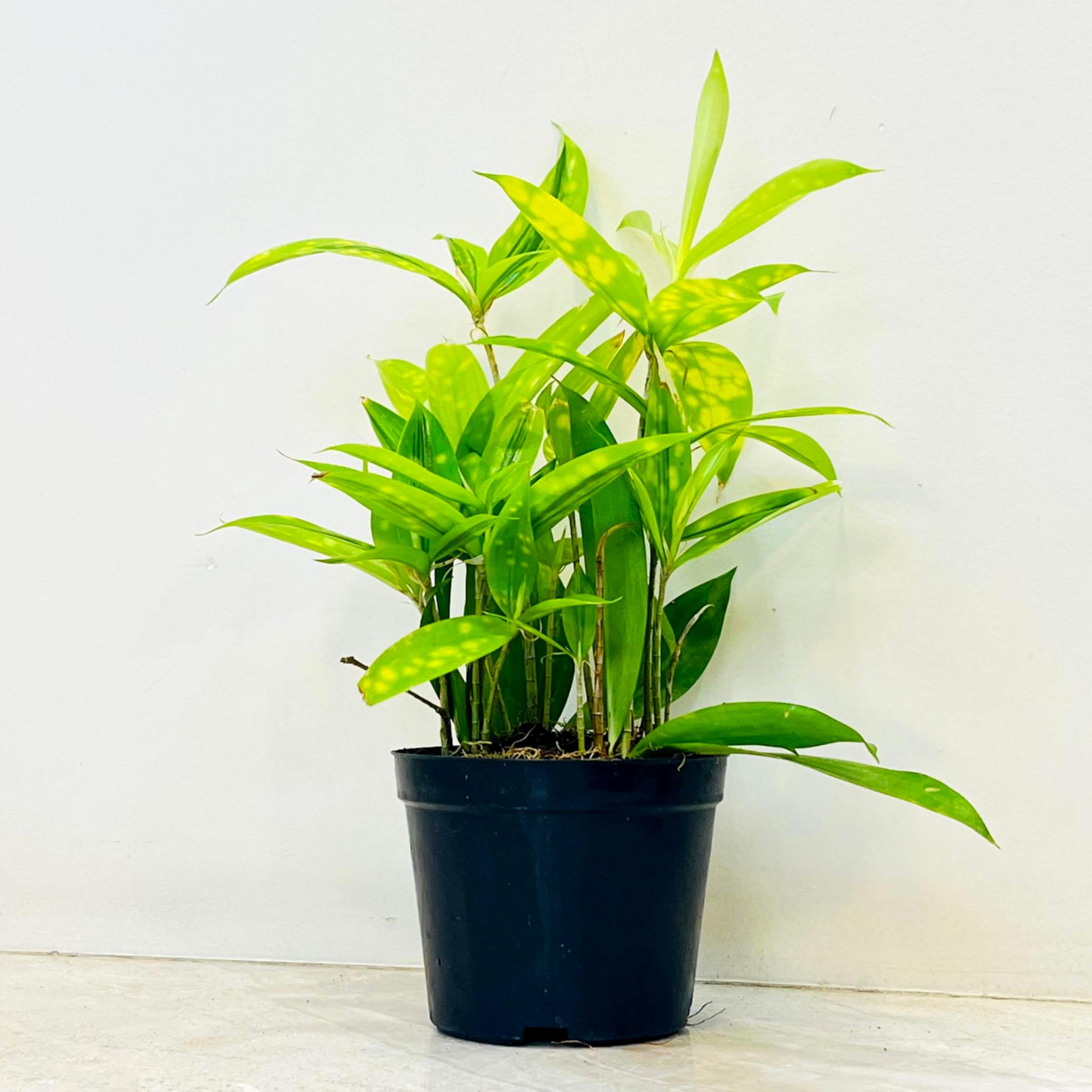 Dracaena Golden Milky Indoor Plant (Pack of 1 With pot)-picture-13