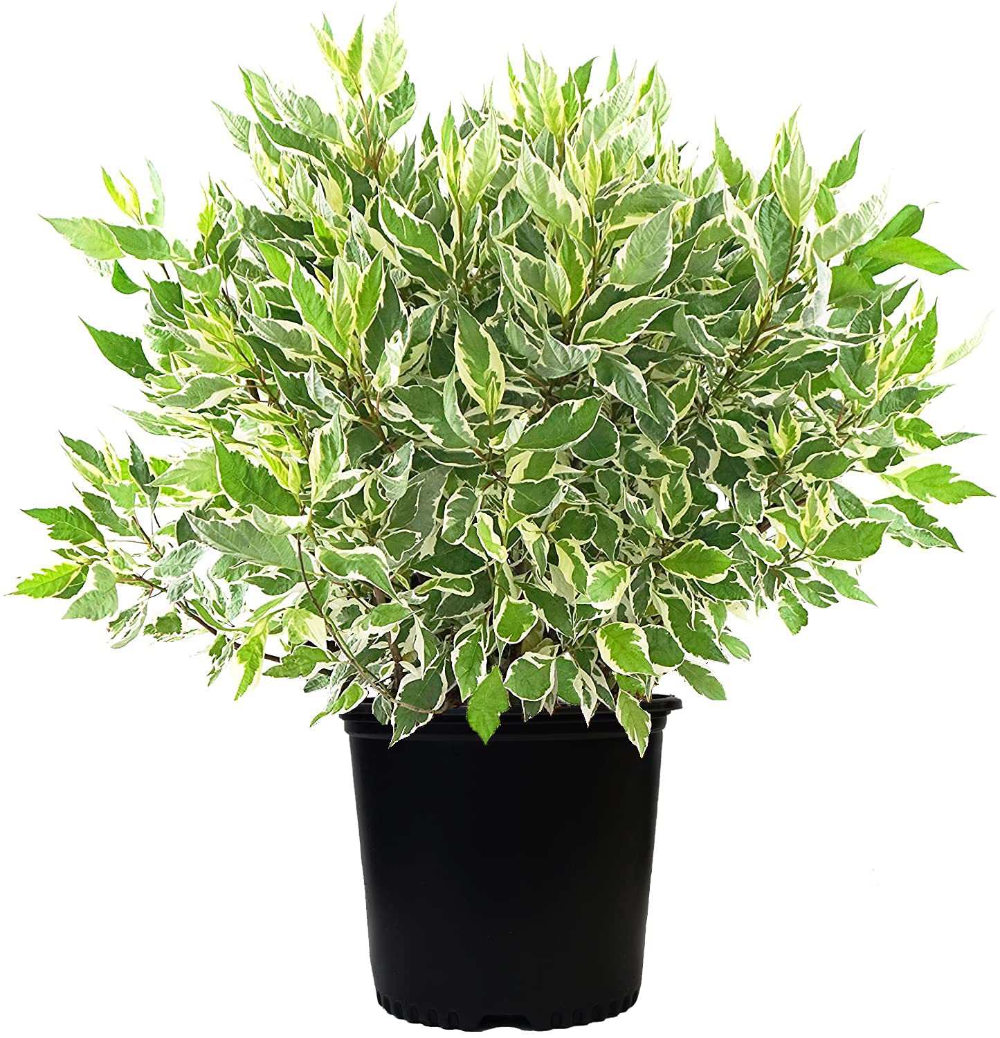 Cornus alba Ivory Halo