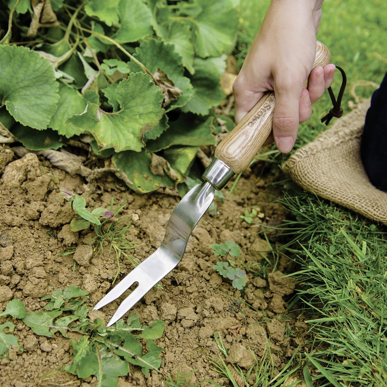 Griffe De Jardin 3 Dents En Acier Inoxydable Kent & Stowe - Manche En Frêne - Longueur Totale 54 Cm - Pour Ameublir Le Sol, Désherber