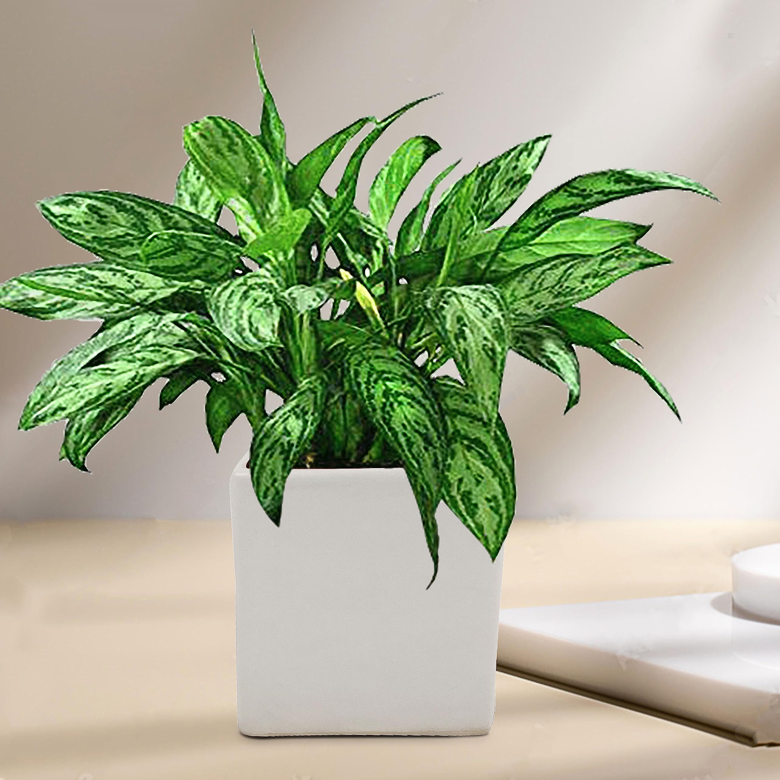 See full amazon price history chart for Lasaki Alora 4 inch Square Box White Ceramic Pots for Indoor Plants,Planters,Flower,gamla,Outdoor,Balcony,Home,Square,Garden,Office Decor,Succulent(L-10 X W-10 X H-10 cm)(Plants not Included) Lasaki Alora 4 inch Square Box White Ceramic Pots for Indoor Plants,Planters,Flower,gamla,Outdoor,Balcony,Home,Square,Garden,Office Decor,Succulent(L-10 X W-10 X H-10 cm)(Plants not Included) (B0C7BVW8NX) Amazon Price History, Amazon Price Tracker