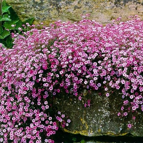 Pink Creeping Baby's-Breath - Más de 1000 semillas para plantar flores de cubierta vegetal de gypsophila