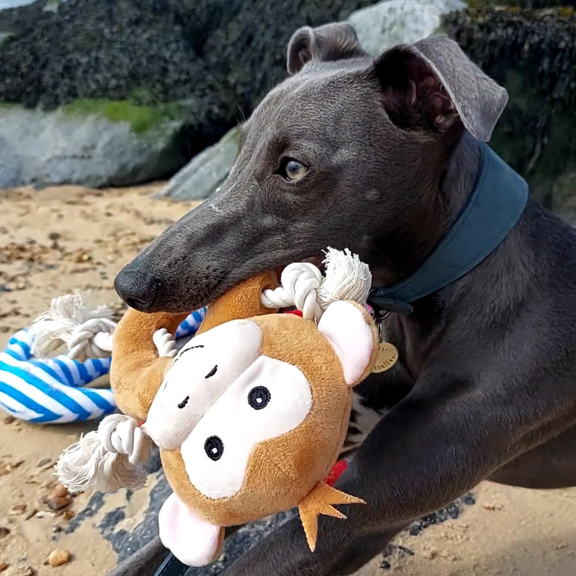 Ancol Ropey Lot de 3 Jouets pour Chien Koala, Singe et Panda en Plastique recyclé