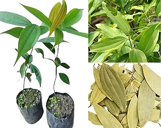 Organic Live Tejpatta Spice Plant/Indian Bay Leaf/Tamalpatra - Fresh Aromatic Leaves for Cooking & Herbal Remedies (1 Healthy Plant Sapling in Poly Bag).