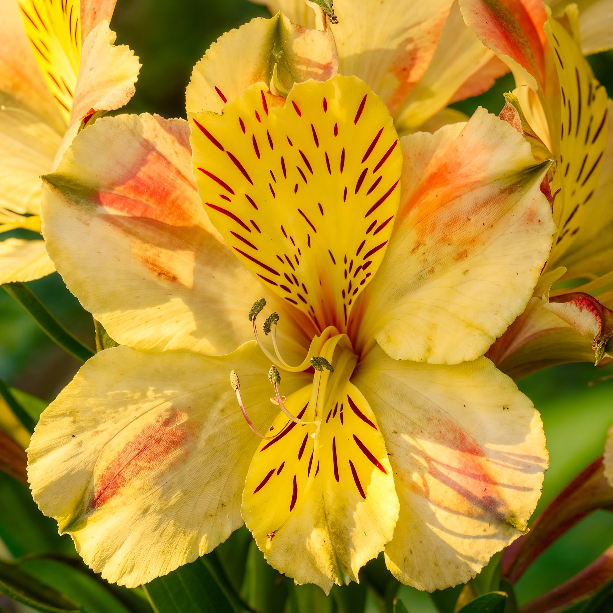 Alstroemeria Spring Valley - Peruvian Lily Plants with Yellow Flowers