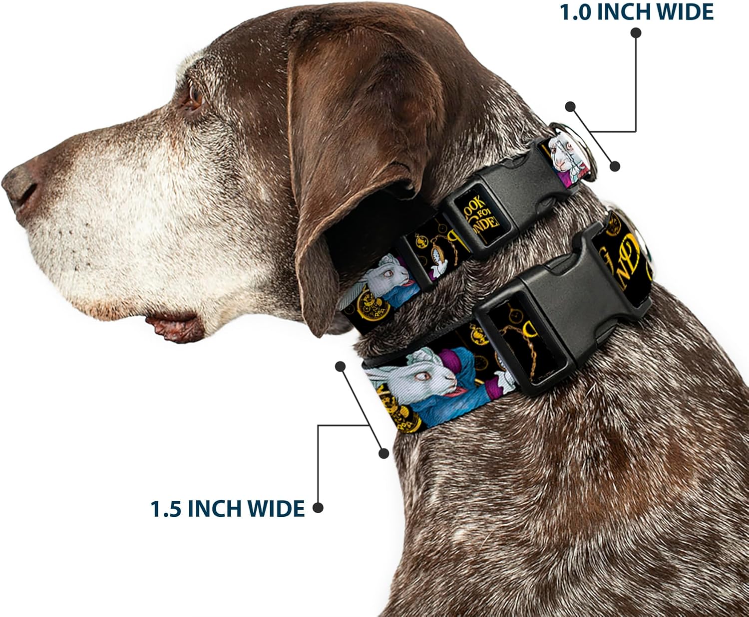 Buckle-Down Plastic Clip Collar - White Rabbit Poses LOOKING FOR WONDERLAND/Clocks Black/Golds - 1.5" Wide - Fits 13-18" Neck - Small