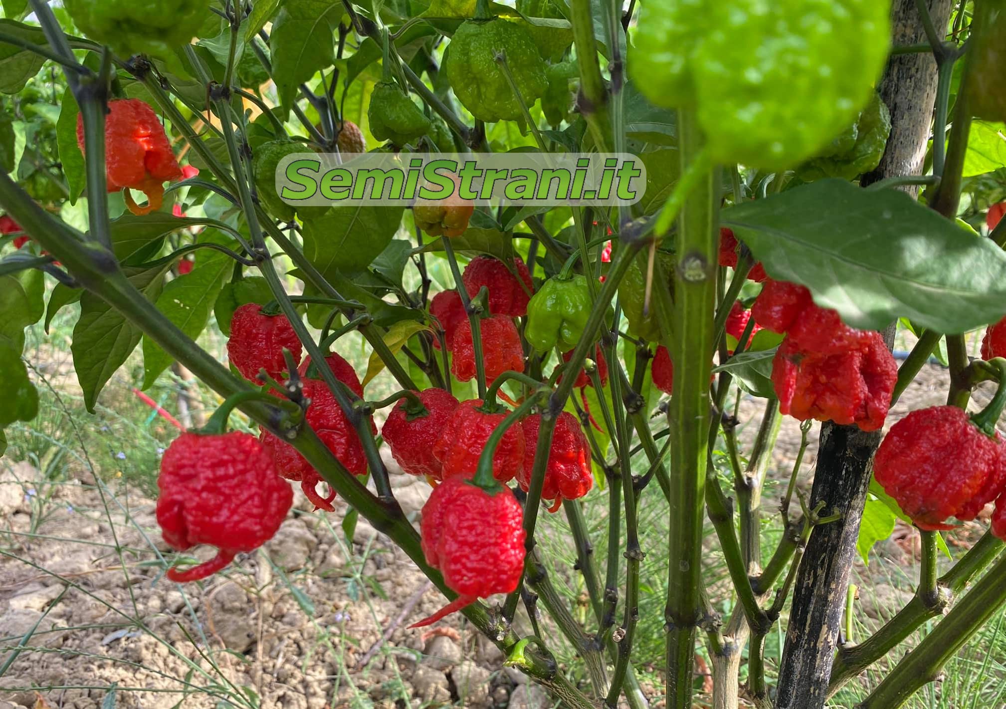 120 Semillas de los 12 Chiles Más Fuertes del Mundo, Colección SUPER HOT + Guía: CAROLINA REAPER, JAY GHOST, APOCALYPSE, NAGA MORICH, BHUT JOLOKIA, HABANERO, PIMENTA, CALABRESE, ROXA, CAYENNA.
