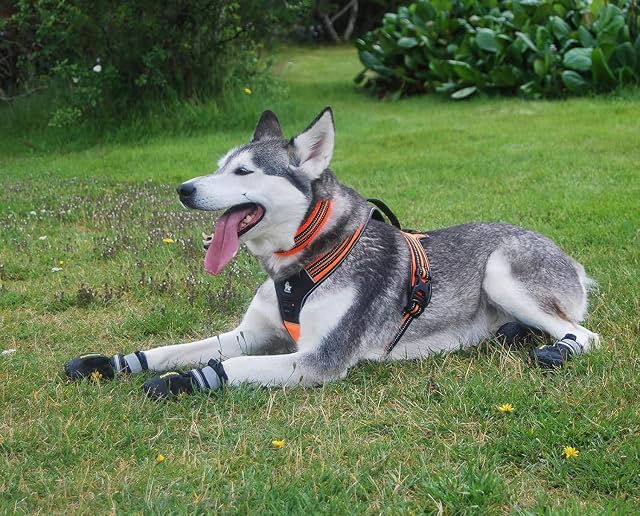 Foto 6 de 7 de Arnés para perros Truelove TLH5551 que evita tirones con apertura en cuello acolchado y suave