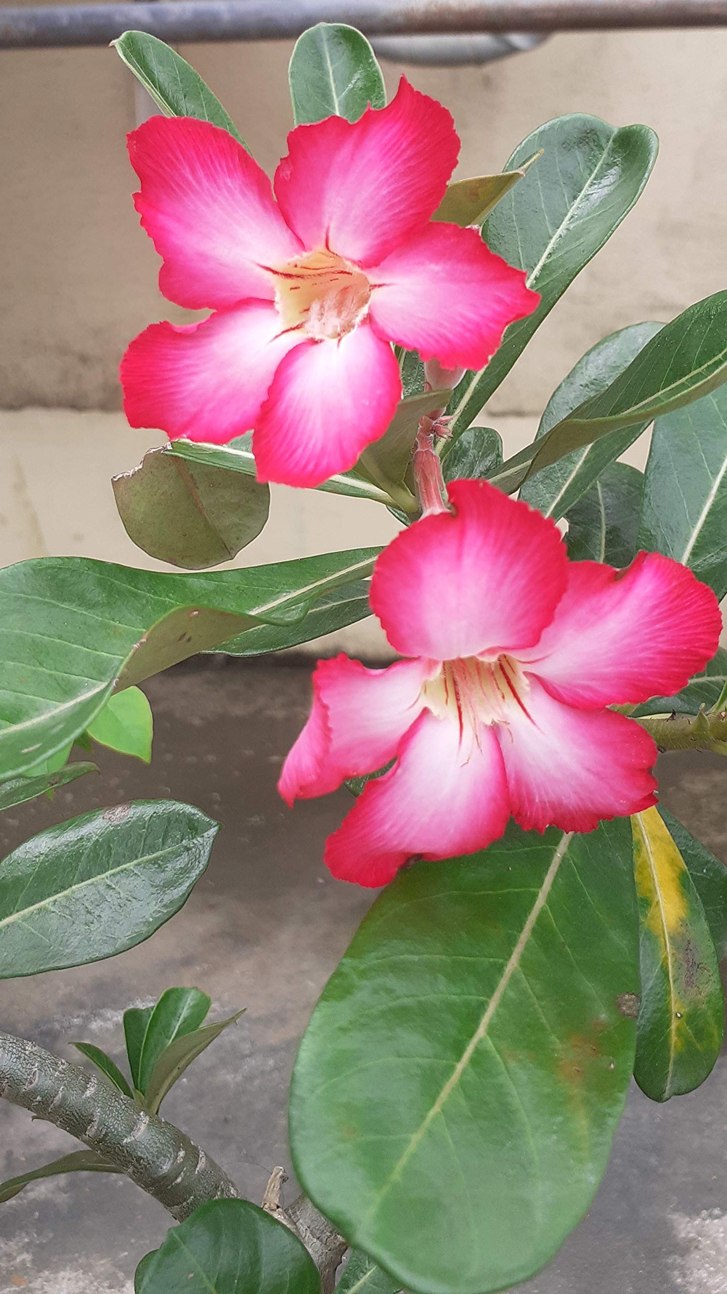 Bhajanlal Greenery Pink Adenium Live Plant (Mature Plant Indoor/Outdoor) (B08DLSFZ3Y) Amazon Price History, Amazon Price Tracker