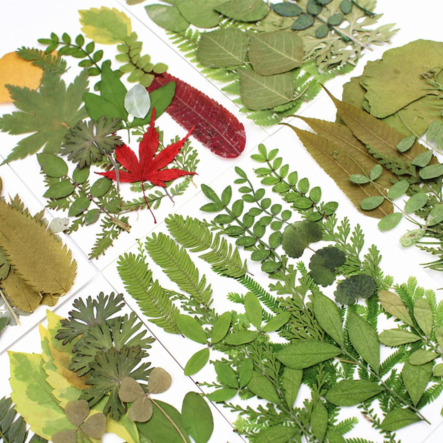 129 foglie secche, fiori secchi, verdi, pressate naturali, per candele, resina, gioielli, sapone, cornici per foto, ciondoli