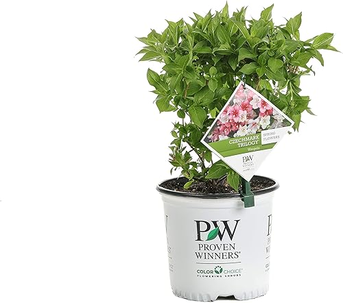 Czechmark Trilogy (Weigela) - Arbusto vivo, flores blancas, rosas y rojas, 1 galón