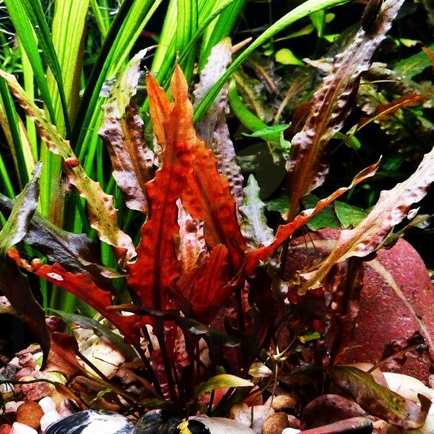 Cryptocoryne Wendtii "Red" Rooted Pot Freshwater Live Aquarium Plants Decoration