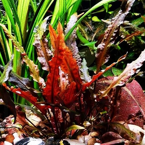 Cryptocoryne Wendtii - Maceta con raíces "rojas" de agua dulce para acuario