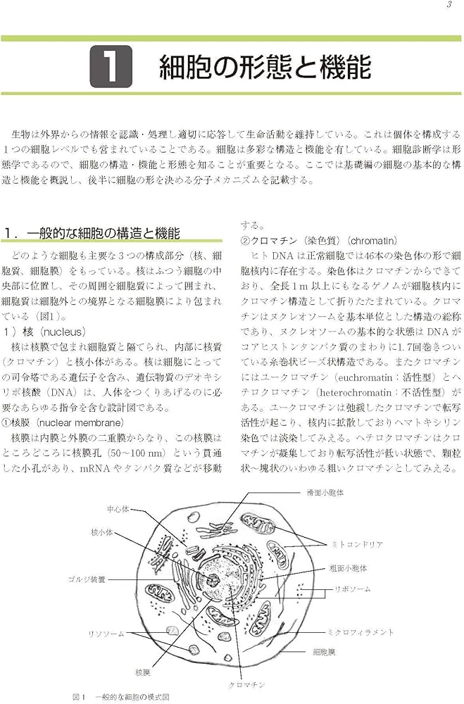 実践細胞診テキスト 改訂版 実践細胞診テキスト 改訂版 ―初心者から