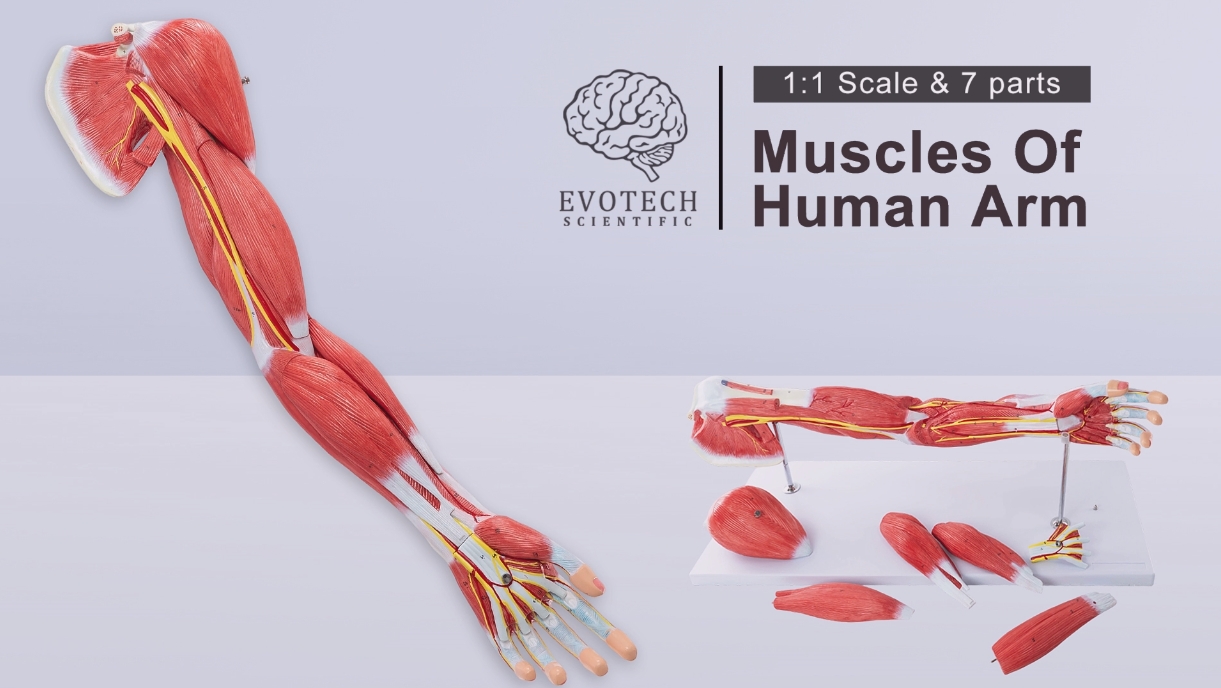 Parts Of The Human Arm