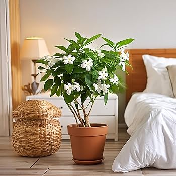 CAVORI 完売品 Jasmine Tops アイボリー CAVORI 完売品 Jasmine Tops アイボリー CAVORI 完売品 Jasmine Tops