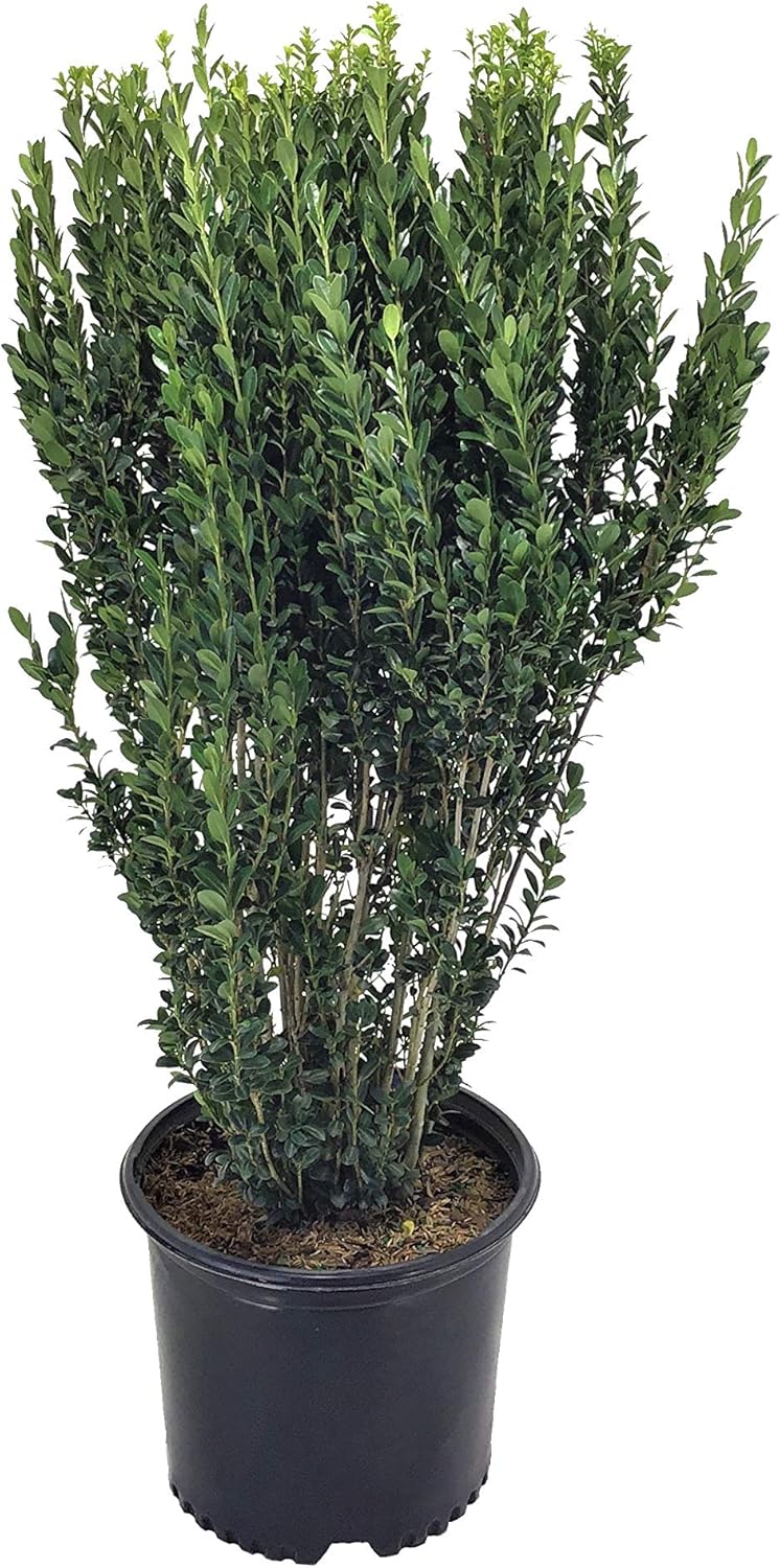 The Best Plants For Screening Expert Fupping