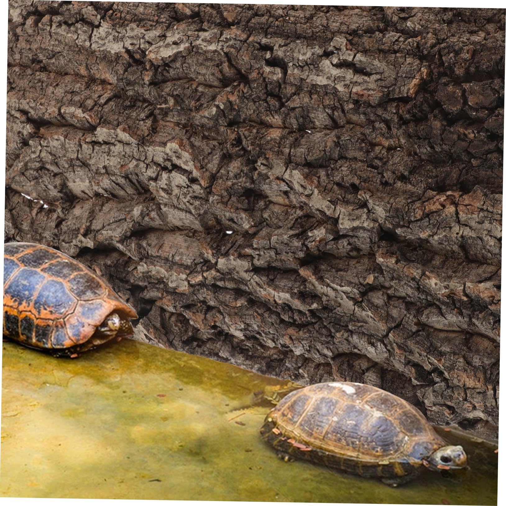 Gatuida Natural de de Corcho para Decoración de Terrarios y Acuarios Paneles de Paisaje para Reptiles Geckos y Serpientes Diseño
