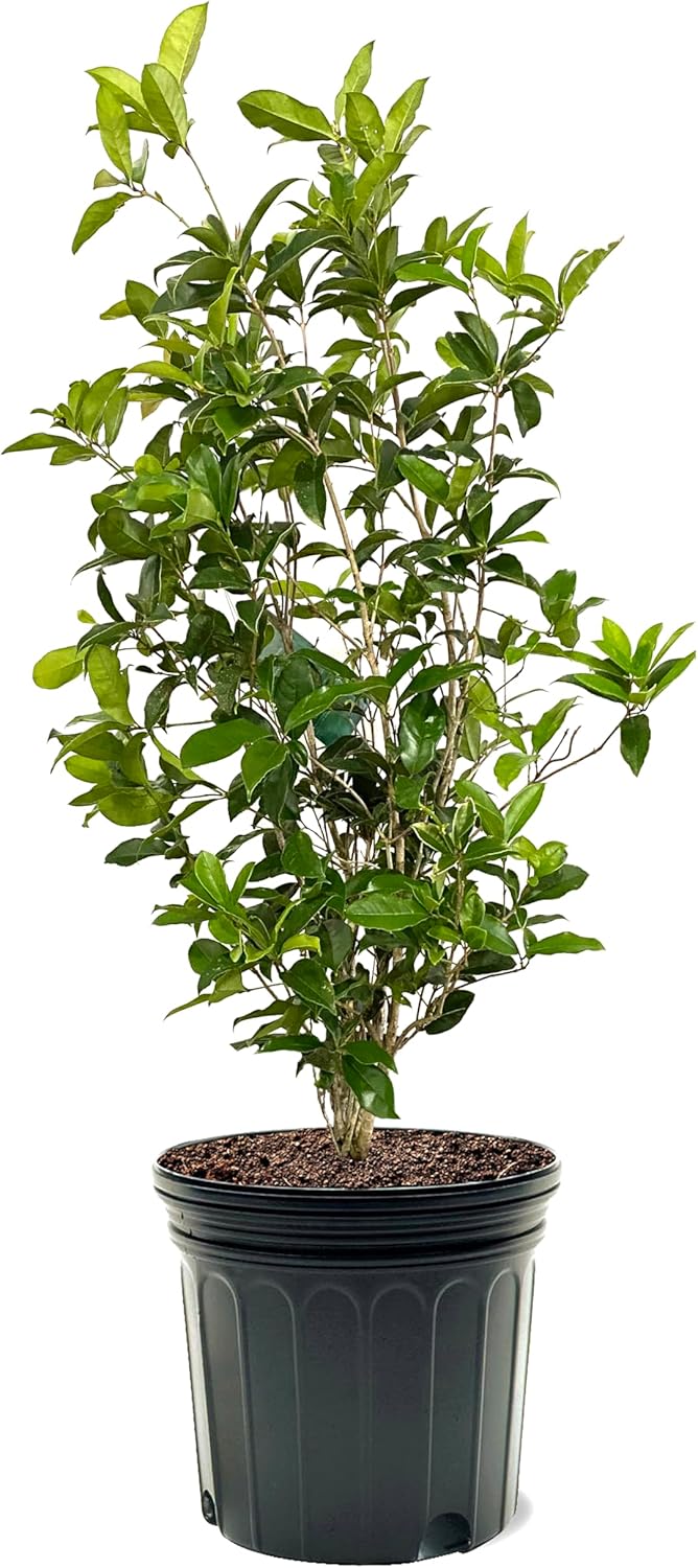 American Plant Exchange Tea Olive Bush, 7 Gallon Pot, 3-4ft Tall, Outdoor Landscape Garden Shrub, White Fragrant Blooms, Live Evergreen Plant