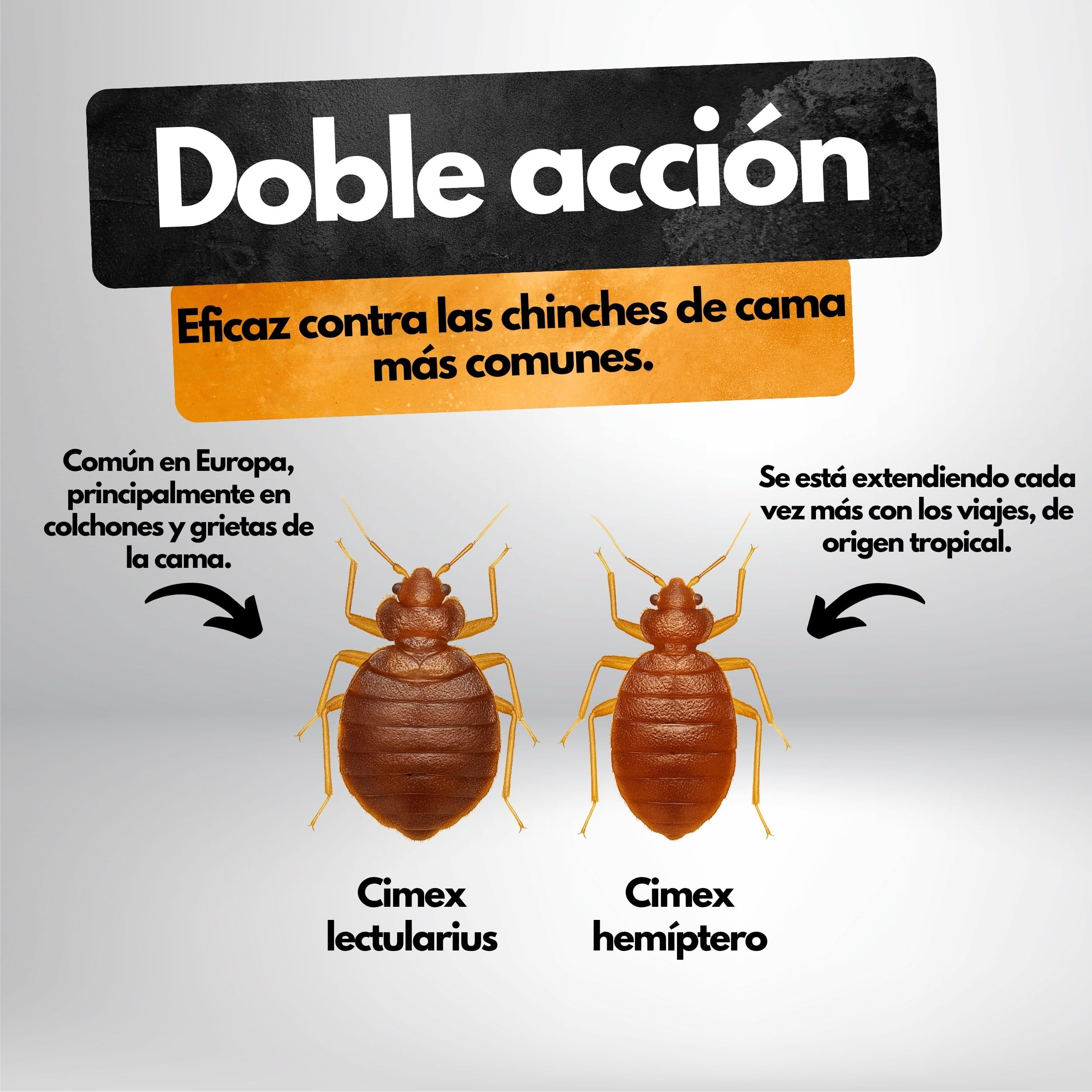 Trampa para chinches – 8 unidades – Con sustancia atrayente – Eficaz hasta 4 semanas – Para determinar la necesidad y controlar la infestación – Sin químicos – Contra Cimex lectularius y C. hemipterus