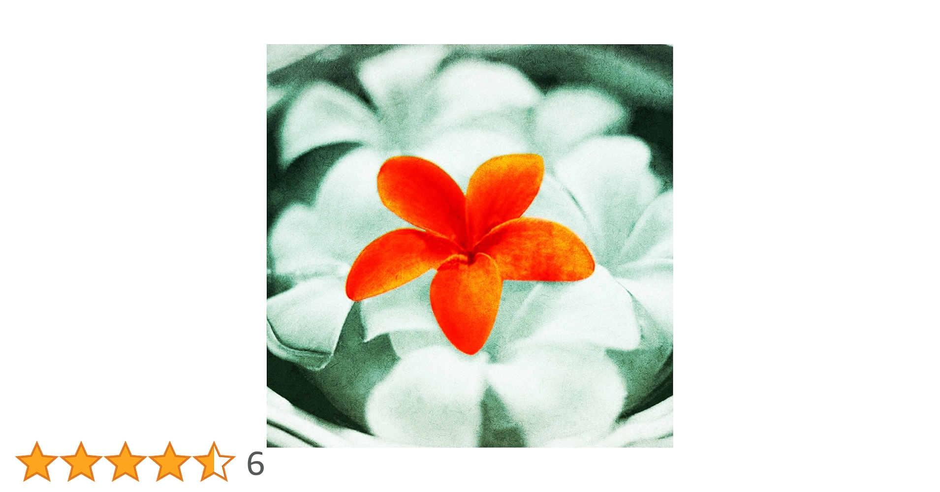 ♡プルメリア♡ Named Cultivars — Jim Little Plumeria JAPAN