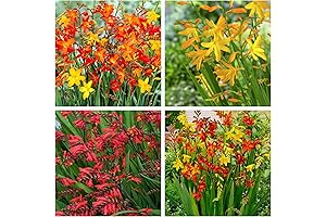 Montbretia Crocosmia Bulbs for Planting Collection – 30 Bulbs of Strikingly Colorful Mixed Summer Flowers
