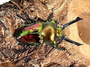 特殊系　ニジイロクワガタ♂2匹セット 楽天市場】世界で最も美しいクワガタ【DDA】ニジイロクワガタ 成虫