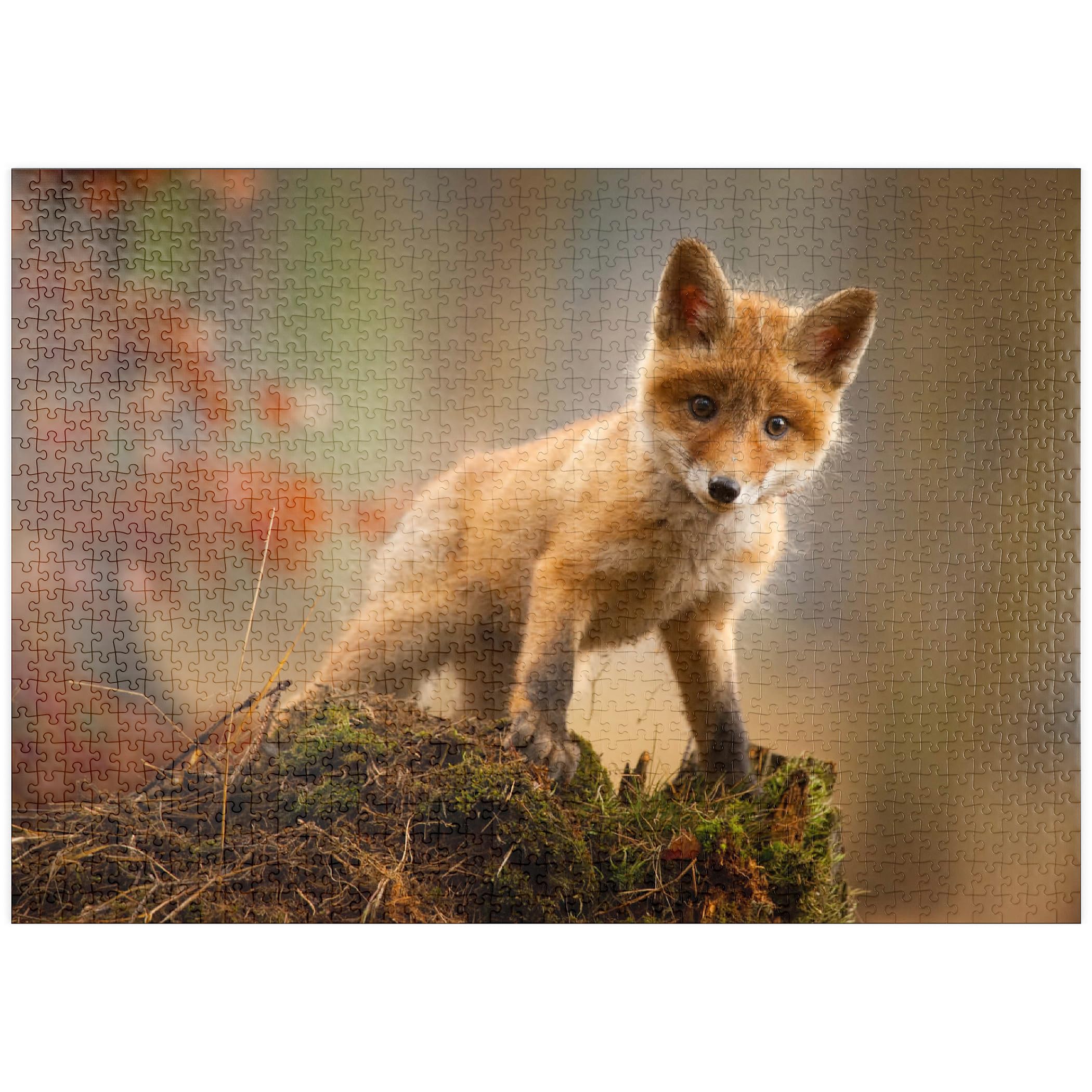 A Young Curious Fox In The Forest - Premium 1000 pieces Puzzle - MyPuzzle special collection from Puzzle Galaxy