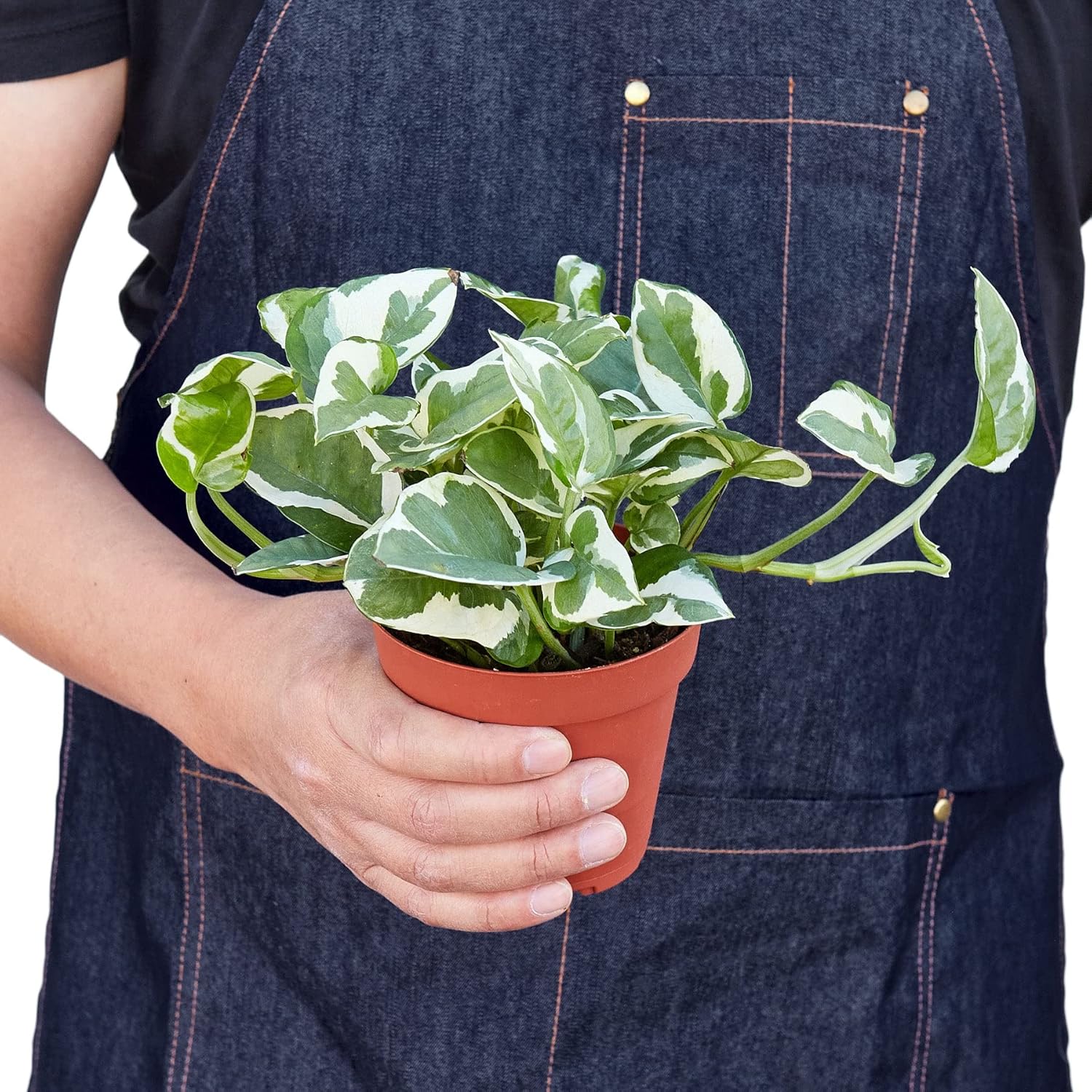 Garden Wrld Pothos 'N'joy' (3" Pot)
