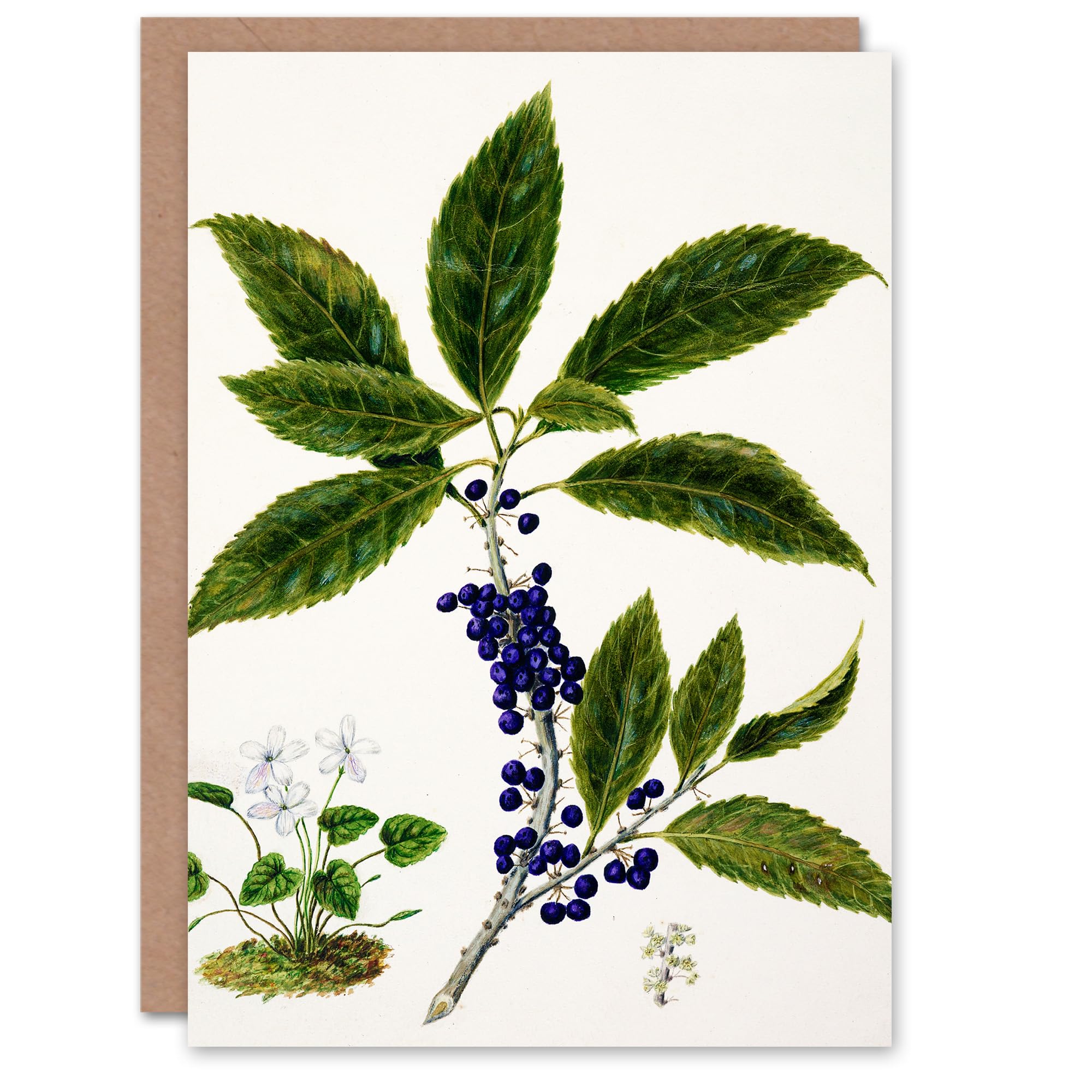Artery8 Sarah Featon Art Card New Zealand Mahoe Whiteywood Plant
