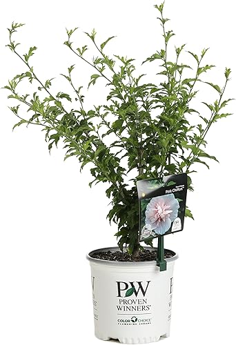 Rosa de Sarón (Hibiscos) Blue Chiffon de Proven Winners, Rosado