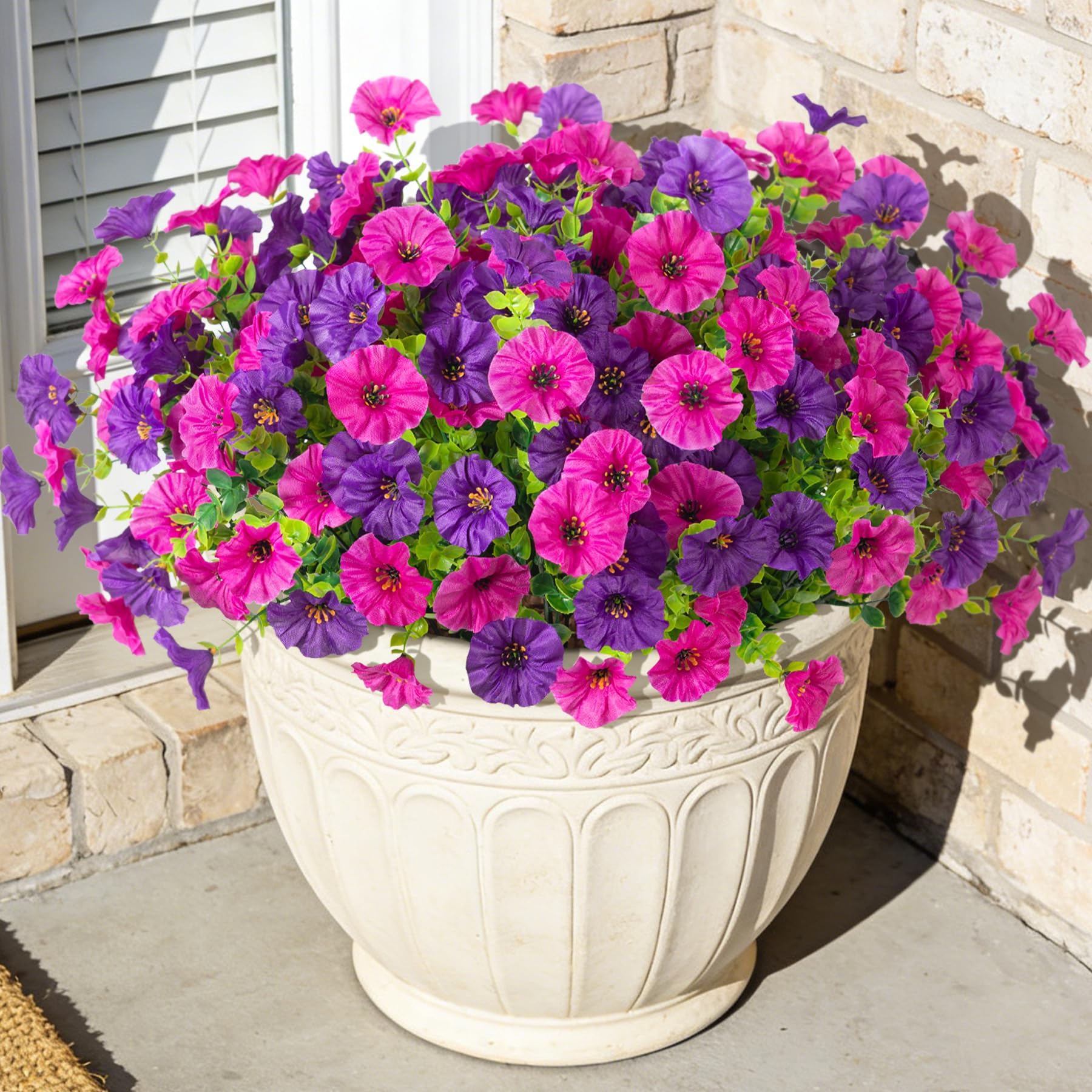 ADXORA Morning Glory Flowers