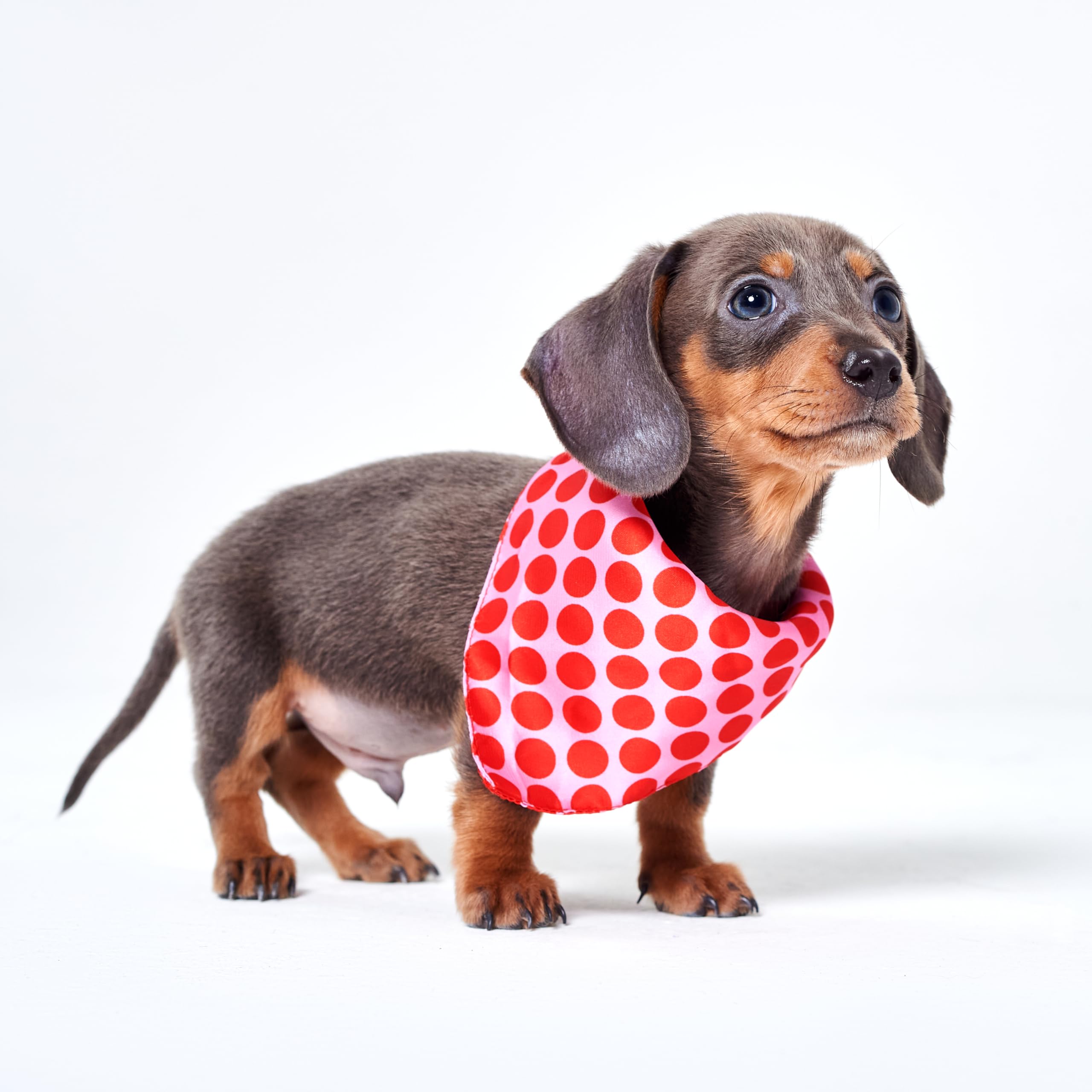 Polka Dot Dog Bandana - On Behalf of Comic relief, Red, Medium
